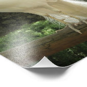 Photo Impression photographique-Paon blanc (Coin)