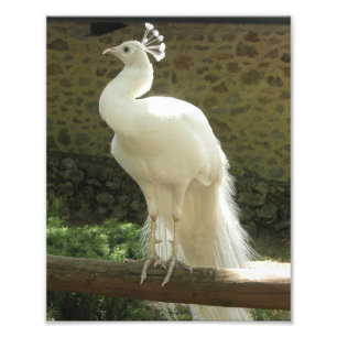 Photo Impression photographique-Paon blanc