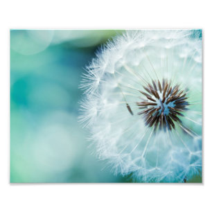 Photo Impression photographique Pissenlit