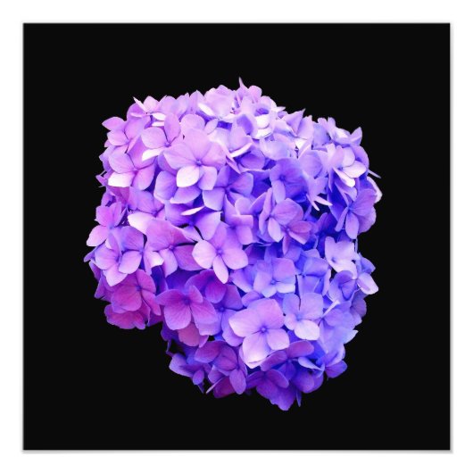Photo Impression photographique 'Purple Hydrangea Bloom' (Devant)