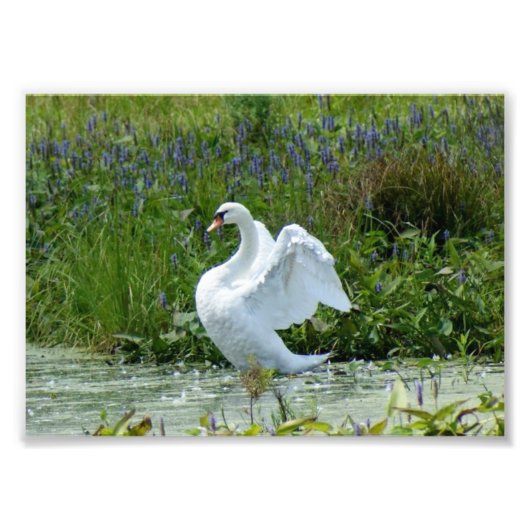 Photo Impression photographique Swan 7 x 5 (Devant)