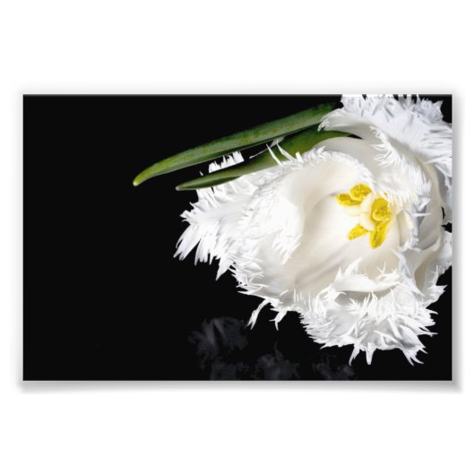 Photo Impression photographique Tulipe (Devant)