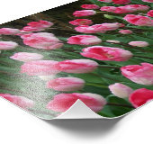 Photo Impression photographique Tulipes roses (Coin)