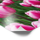 Photo Impression photographique-Tulipes roses (Coin)