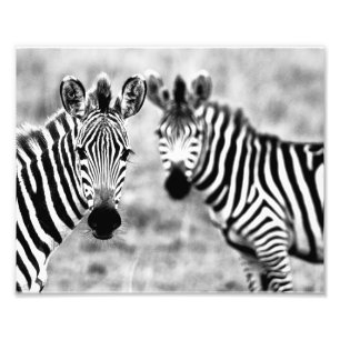 Photo Impression photographique zèbres