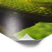 Photo Impression Python Arbre Vert (Coin)