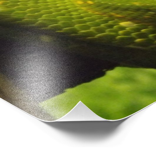 Photo Impression Python Arbre Vert (Coin)