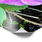 Photo Impression Rose sauvage (Coin)