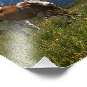 Photo Impression vache alpine (Coin)