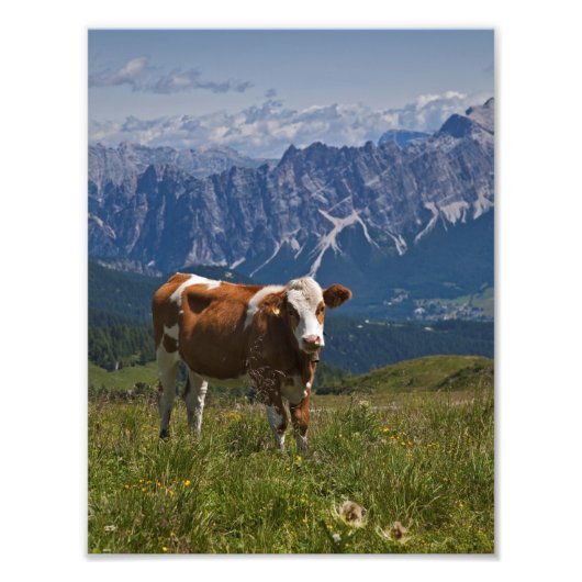 Photo Impression vache alpine (Devant)