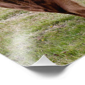 Photo Impression vache des Highlands (Coin)