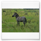 Photo Impression Zebra (Devant)