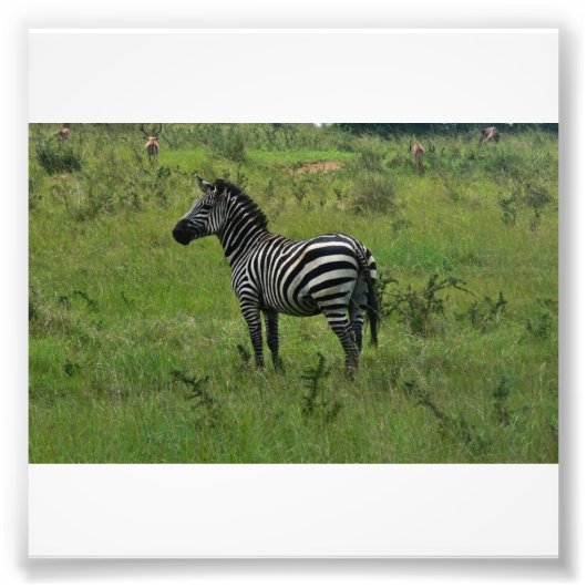 Photo Impression Zebra (Devant)