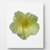 Photo Jolie plaque de Nasturtium (Devant)