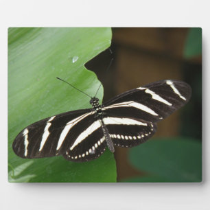 Photo Jolie plaque de papillon Zebra Longwing