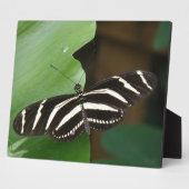 Photo Jolie plaque de papillon Zebra Longwing (Côté)