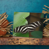 Photo Jolie plaque de papillon Zebra Longwing (Côté)