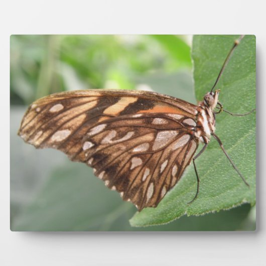 Photo Jolie plaque papillon Brown (Devant)