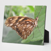 Photo Jolie plaque papillon Brown (Côté)