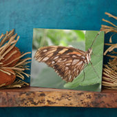 Photo Jolie plaque papillon Brown (Côté)
