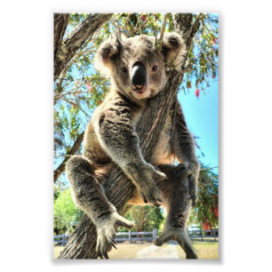 Photo Koala