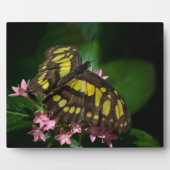 Photo La beauté dans la Plaque des étoiles (Devant)