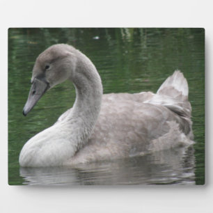 Photo Le cygne gracieux sur la plaque d'eau