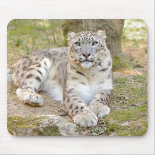 photo leopard des animaux de chat. tapis de souris