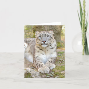 Photo léopard des neiges, animaux . carte