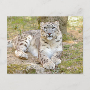 Photo léopard des neiges, animaux. carte postale