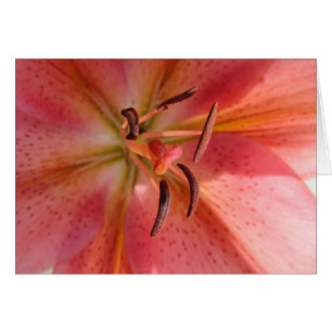 Photo Lily Macro