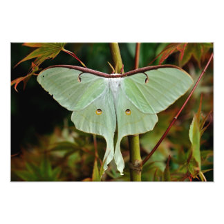 Photo Luna Moth 19x16 grand impression