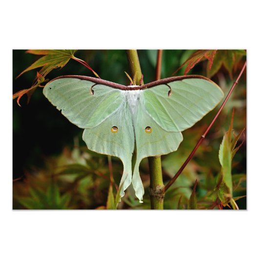Photo Luna Moth 19x16 grand impression (Devant)
