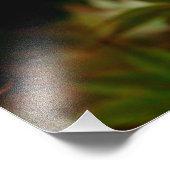 Photo Luna Moth 19x16 grand impression (Coin)