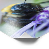 Photo macro de Bumble Bee (Coin)