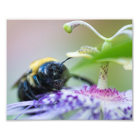 Photo macro de Bumble Bee (Devant)