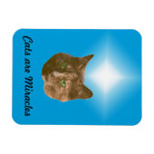 Photo Magnet - Les chats sont des miracles (Horizontal)