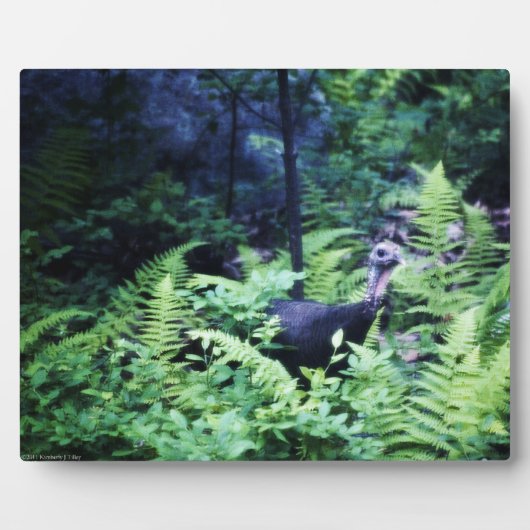 Photo Mère Turquie sur la Plaque des Ferns (Devant)
