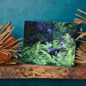 Photo Mère Turquie sur la Plaque des Ferns (Côté)