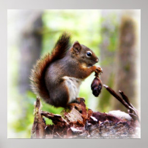 Photo mignonne d'une petite affiche d'écureuil