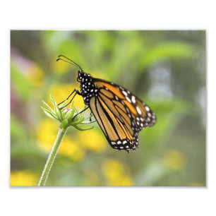 Photo Monarch Butterfly