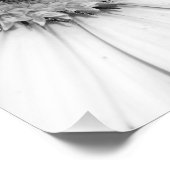 Photo monochrome de la marguerite africaine (Coin)