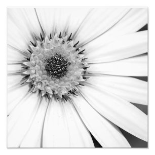 Photo monochrome de la marguerite africaine