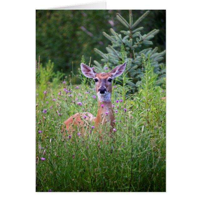 Photo nature cerfs et fleurs (Devant)
