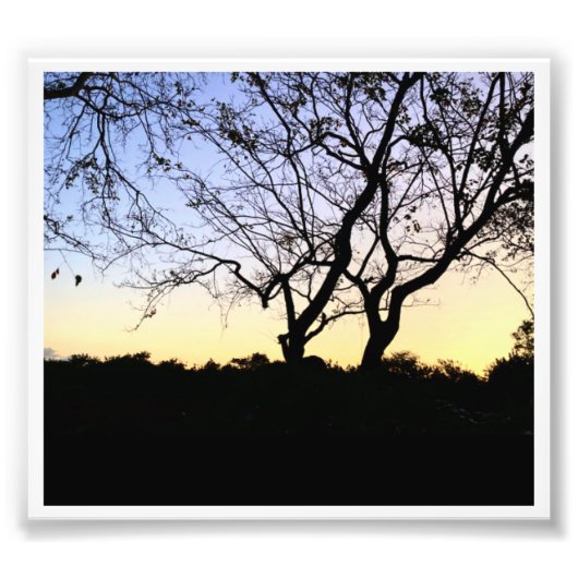 PHOTO NATURE EVERGLADES (Devant)