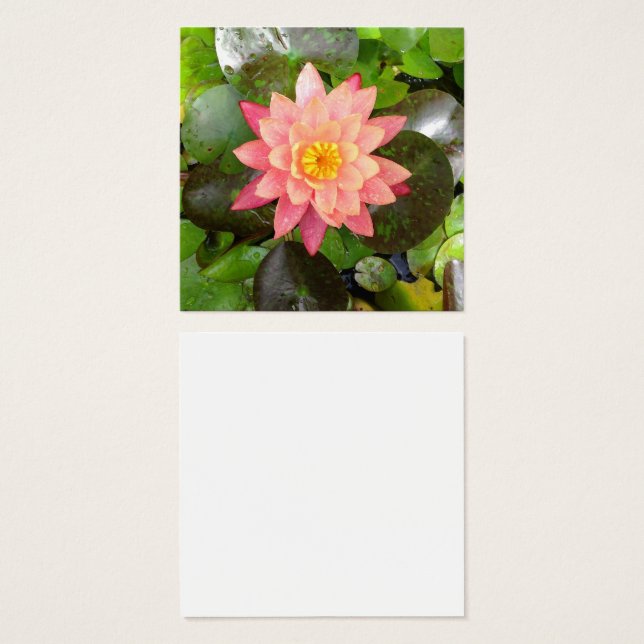 Photo nénuphar rose (Devant & derrière)