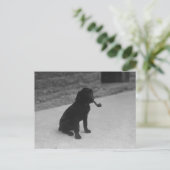 Photo noir et blanc Chien Fumer Pipe Carte postale (Debout devant)