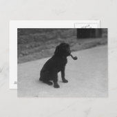 Photo noir et blanc Chien Fumer Pipe Carte postale (Devant / Derrière)
