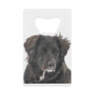 Photo noire d'animal familier de chien de