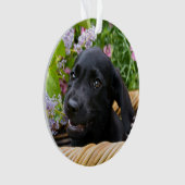 Photo noire mignonne d'animal familier de chiot de (devant)